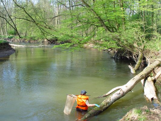 Probenahme in der Bulau (Foto: Senckenberg)